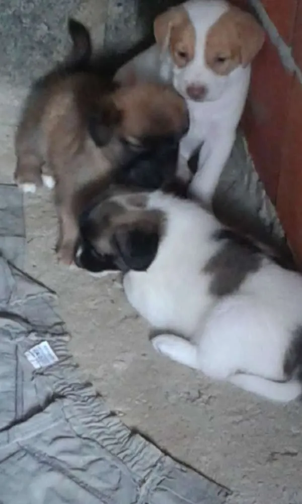 Cachorro ra a SRD idade 1 ano nome Bebês