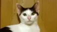 Binch