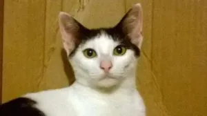 Gato raça srd idade 2 a 6 meses nome Binch