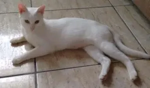 Gato raça SRD idade 7 a 11 meses nome PÉROLA CASTRADA