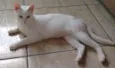 PÉROLA CASTRADA