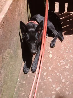 Cachorro raça Mix Pastor Preto idade 2 a 6 meses nome Wolf