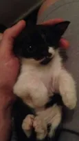 gatinhos  