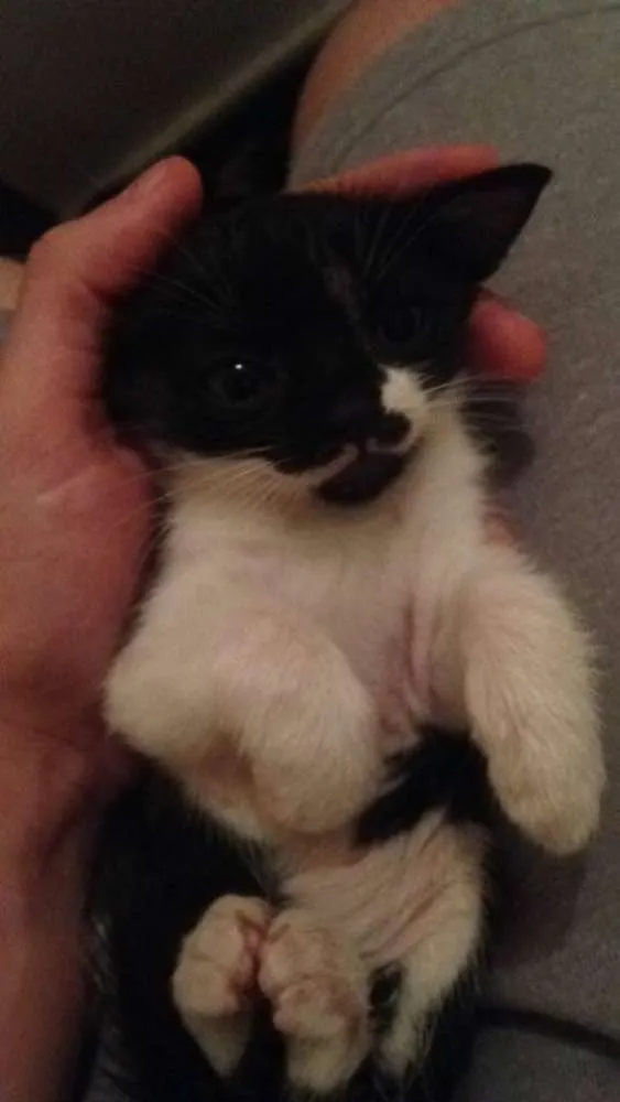Gato ra a  idade Abaixo de 2 meses nome gatinhos  