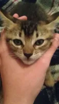 gatinhos  