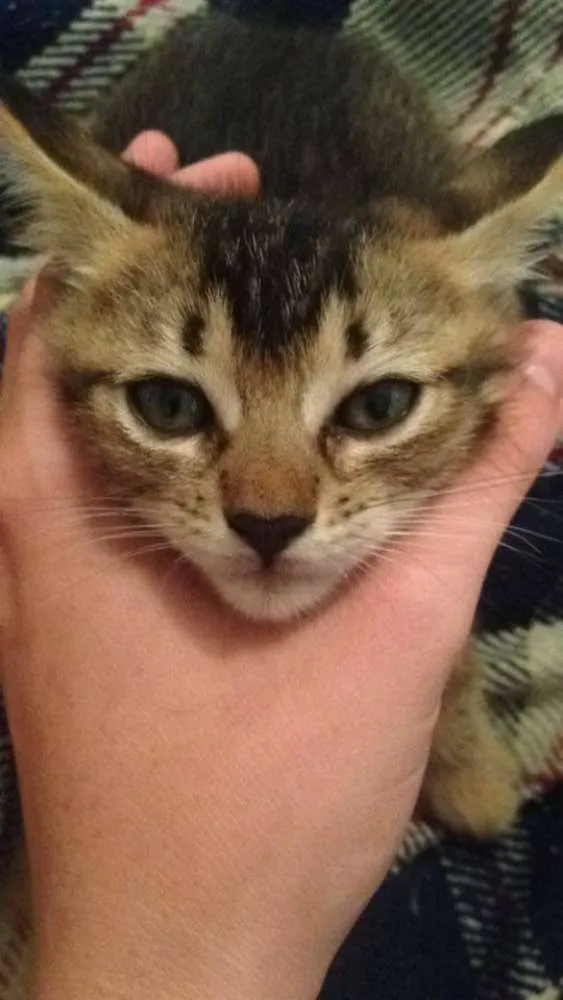 Gato ra a  idade Abaixo de 2 meses nome gatinhos  