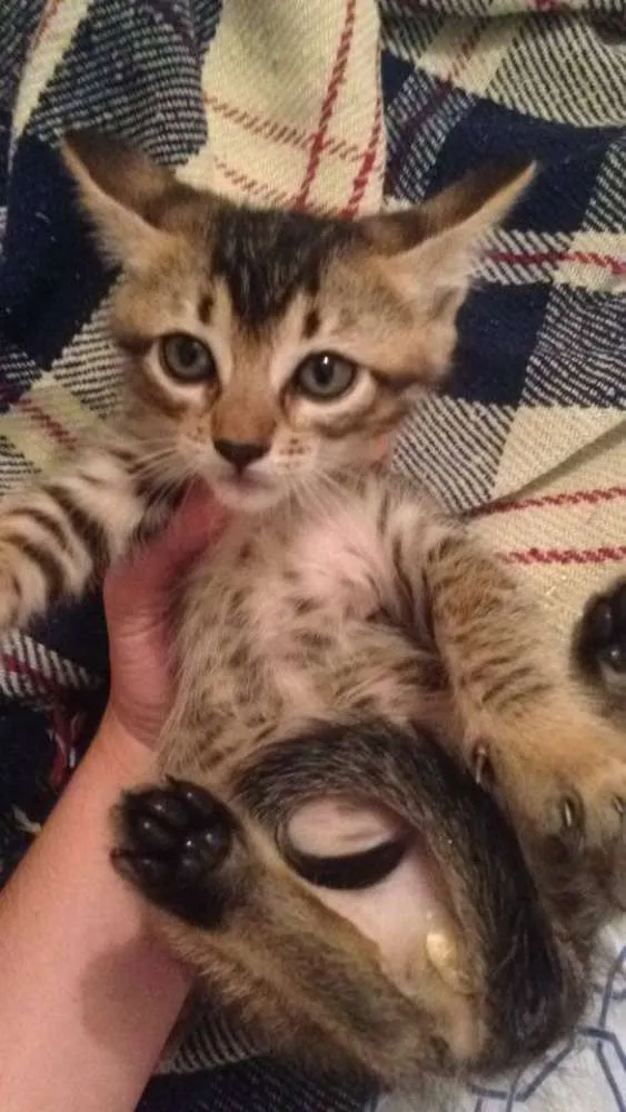 Gato ra a  idade Abaixo de 2 meses nome gatinhos  