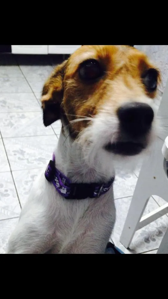 Cachorro ra a Mistura de beaggle idade 3 anos nome Lully