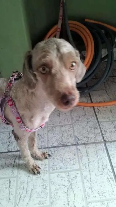 Cachorro ra a Poodle/vira lata idade 3 anos nome BELINHA