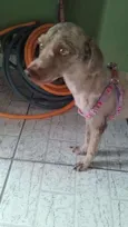 BELINHA