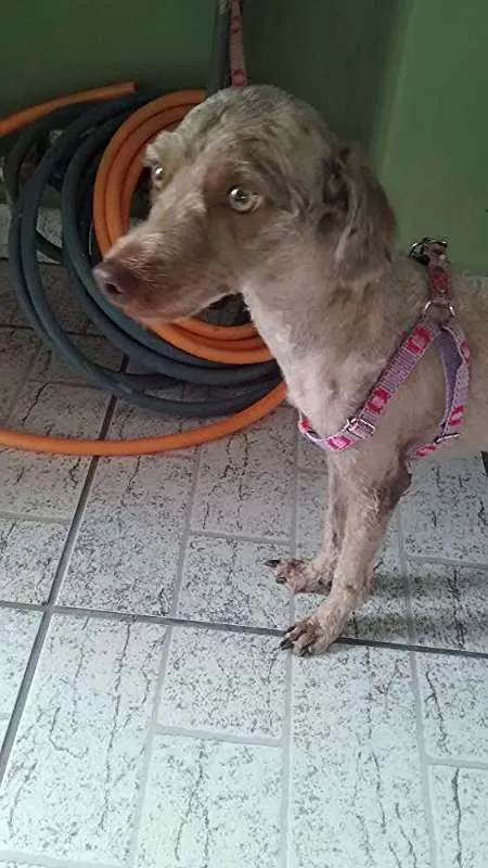 Cachorro ra a Poodle/vira lata idade 3 anos nome BELINHA