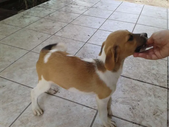 Cachorro ra a SRD idade Abaixo de 2 meses nome Sem Nome