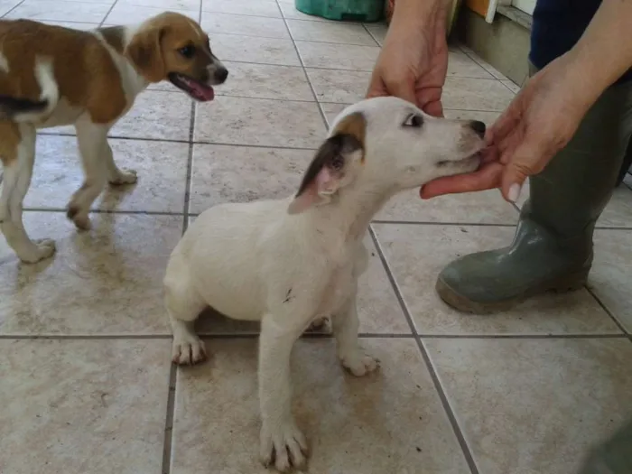 Cachorro ra a SRD idade Abaixo de 2 meses nome Sem Nome