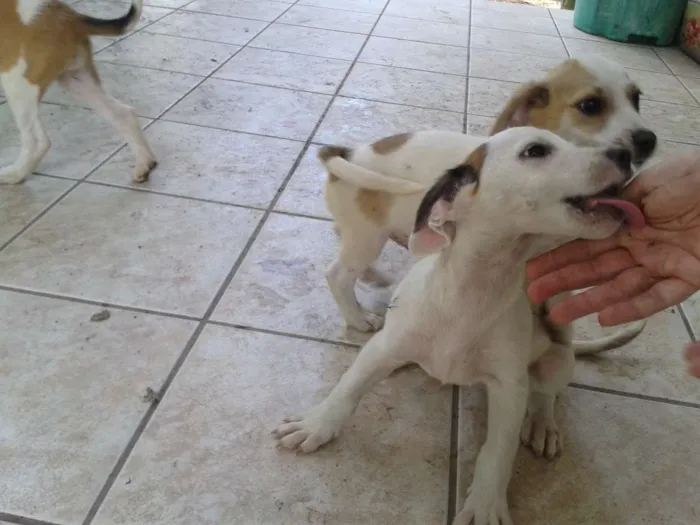 Cachorro ra a SRD idade Abaixo de 2 meses nome Sem Nome