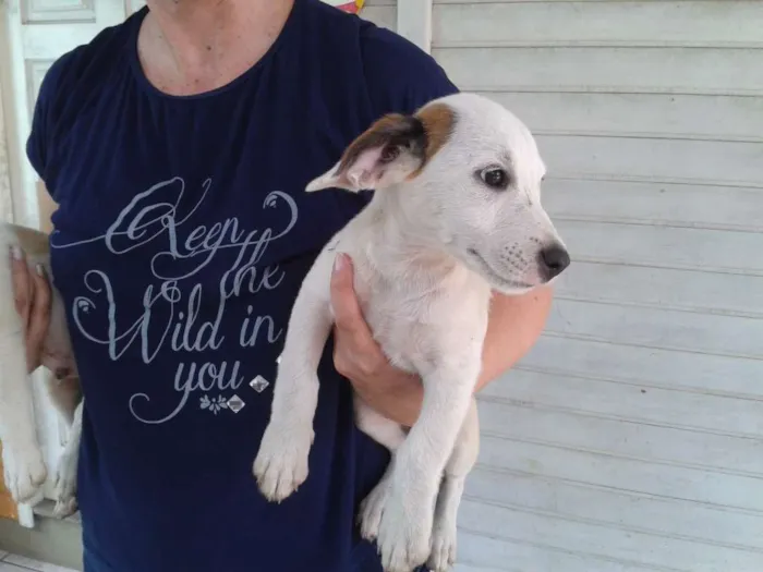 Cachorro ra a SRD idade Abaixo de 2 meses nome Sem Nome