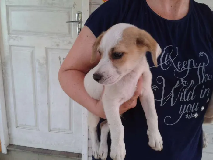 Cachorro ra a SRD idade Abaixo de 2 meses nome Sem Nome