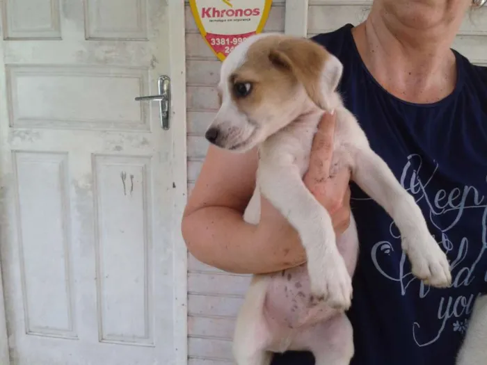 Cachorro ra a SRD idade Abaixo de 2 meses nome Sem Nome