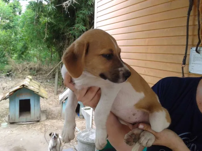 Cachorro ra a SRD idade Abaixo de 2 meses nome Sem Nome