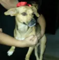 BELINHA