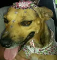 BELINHA