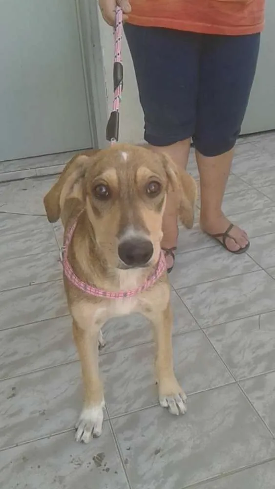 Cachorro ra a SRD idade 3 anos nome BRIGITE