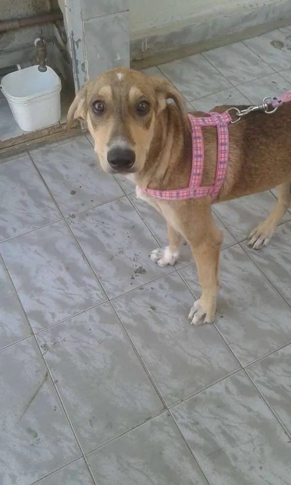 Cachorro ra a SRD idade 3 anos nome BRIGITE