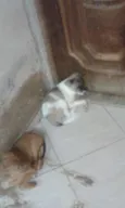 Bebês