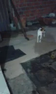 Bebês