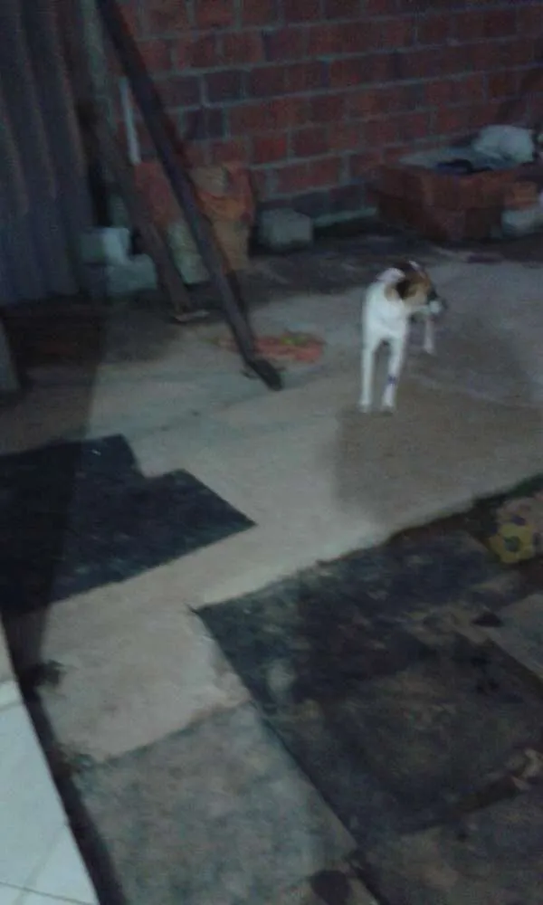 Cachorro ra a SRD idade 1 ano nome Bebês