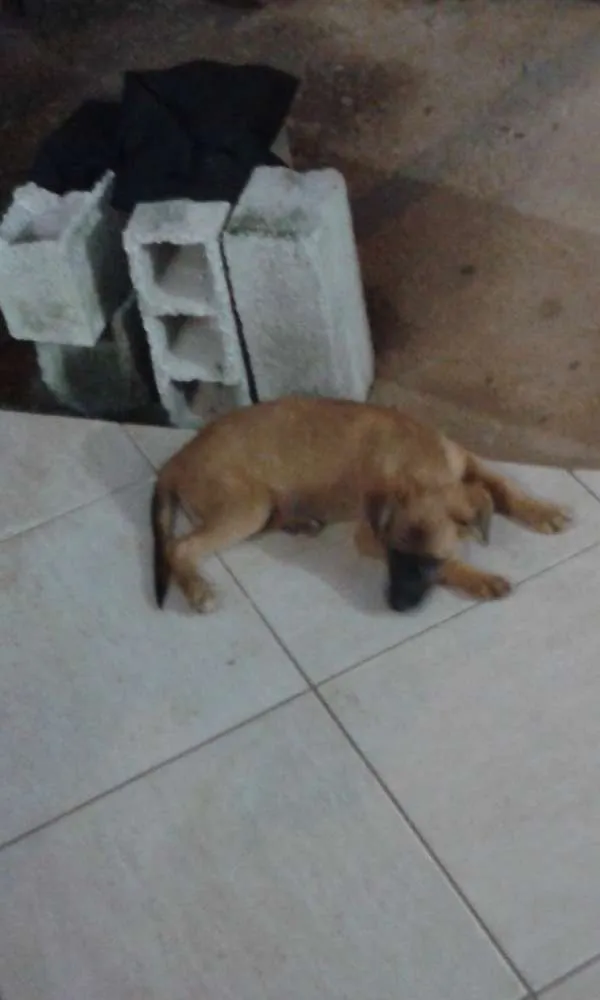 Cachorro ra a SRD idade 1 ano nome Bebês