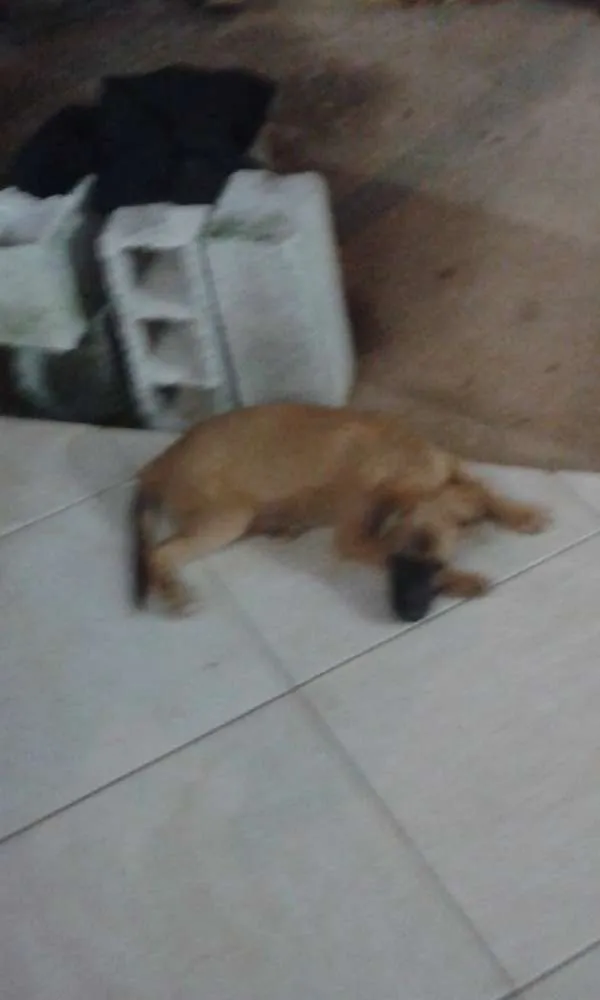 Cachorro ra a SRD idade 1 ano nome Bebês