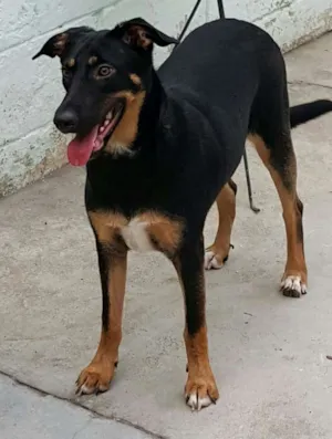 Cachorro raça SRD idade 7 a 11 meses nome LATIFA