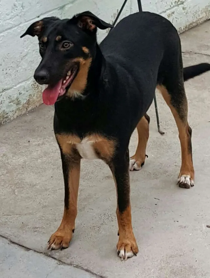 Cachorro ra a SRD idade 7 a 11 meses nome LATIFA