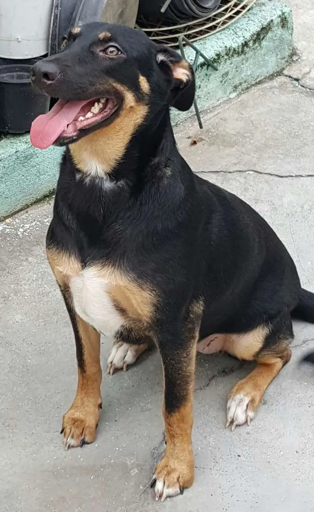 Cachorro ra a SRD idade 7 a 11 meses nome LATIFA