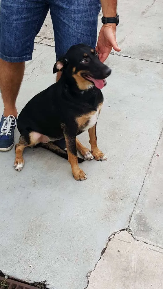 Cachorro ra a SRD idade 7 a 11 meses nome LATIFA