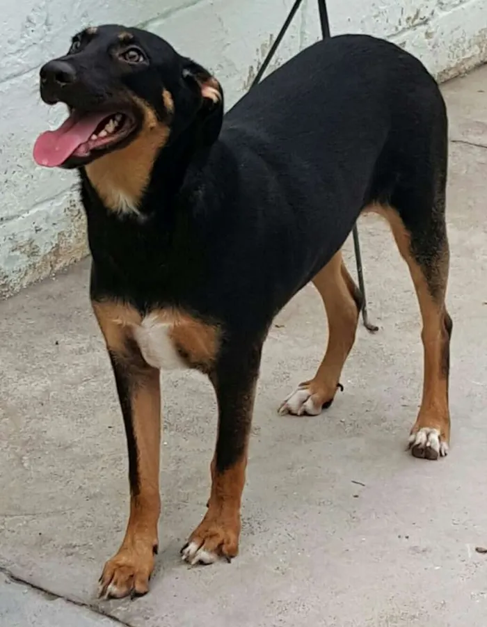 Cachorro ra a SRD idade 7 a 11 meses nome LATIFA