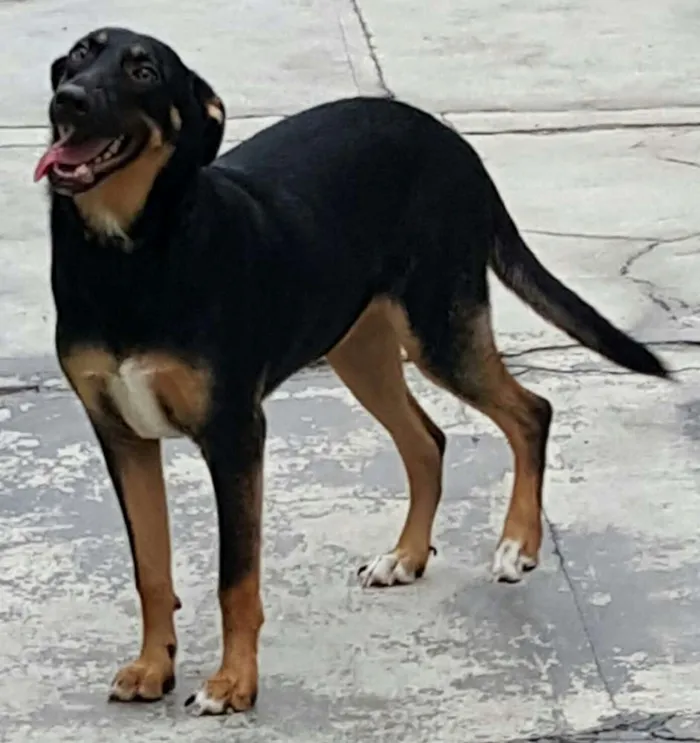 Cachorro ra a SRD idade 7 a 11 meses nome LATIFA