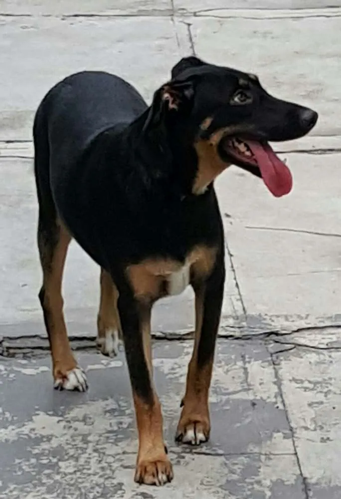 Cachorro ra a SRD idade 7 a 11 meses nome LATIFA