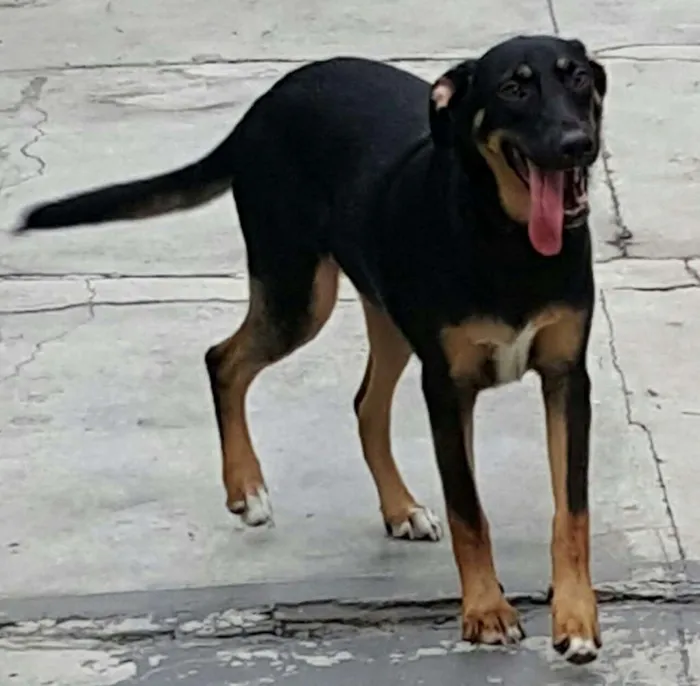 Cachorro ra a SRD idade 7 a 11 meses nome LATIFA
