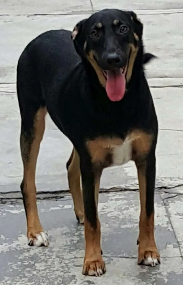 Cachorro ra a SRD idade 7 a 11 meses nome LATIFA