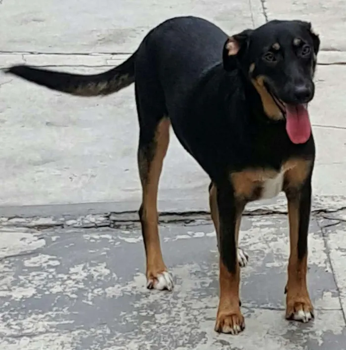Cachorro ra a SRD idade 7 a 11 meses nome LATIFA