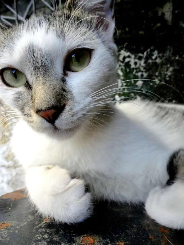 Gato ra a srd idade 2 a 6 meses nome Tatá