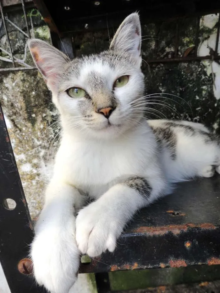 Gato ra a srd idade 2 a 6 meses nome Tatá