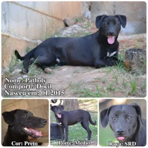 Cachorro raça SRD idade 1 ano nome PATHOLY, bebezão!