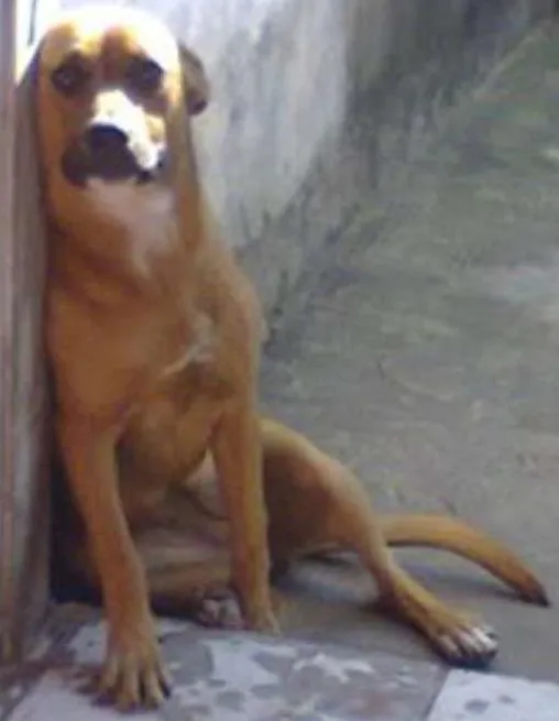 Cachorro ra a vira lata idade 2 anos nome mila