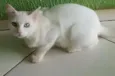 Romeo 