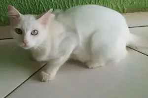 Gato raça indefinida idade 2 a 6 meses nome Romeo 
