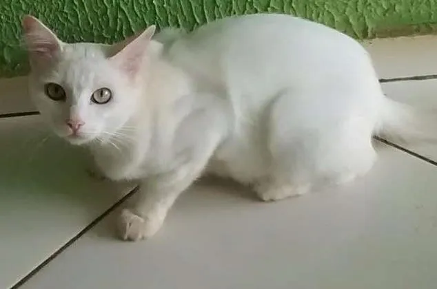 Gato ra a indefinida idade 2 a 6 meses nome Romeo 