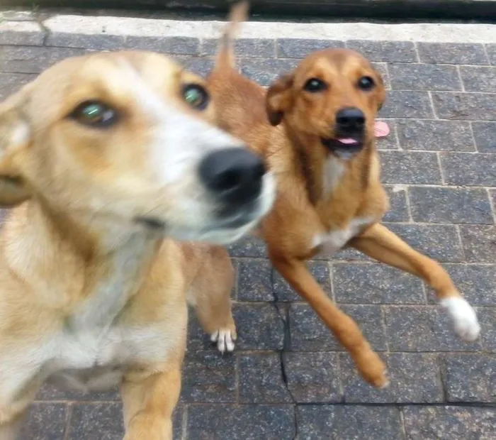 Cachorro ra a vira-lata idade 1 ano nome Lindinha e Lindinho