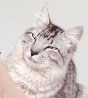 Gato raça  idade 1 ano nome Tom